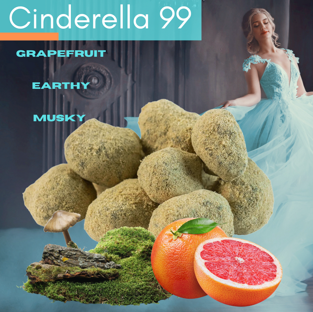 Cinderella 99 Moon Rocks